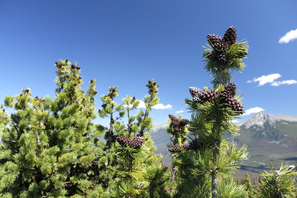 Purple whitebark pine cones against a clear blue sky in the mountains.