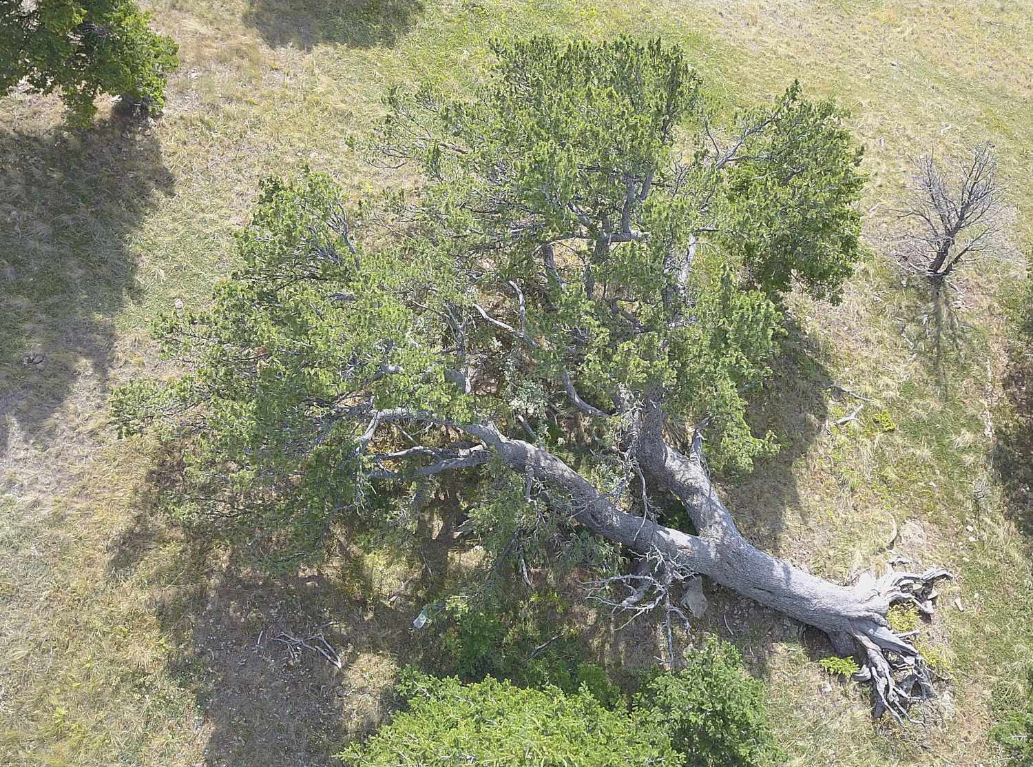 An ancient limber pine tree reclines on the ground, blown over by a wind storm but still alive. 