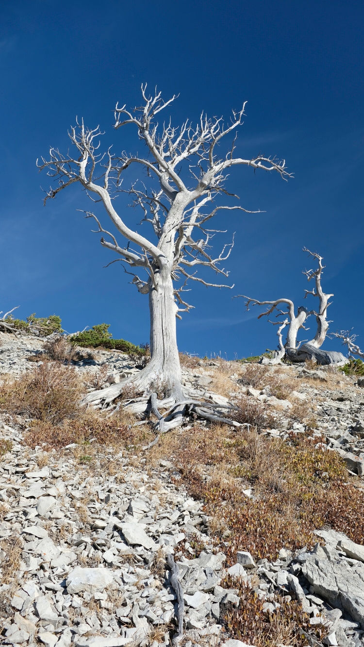 A ghostly white dead limber pine against a clear blue sky.