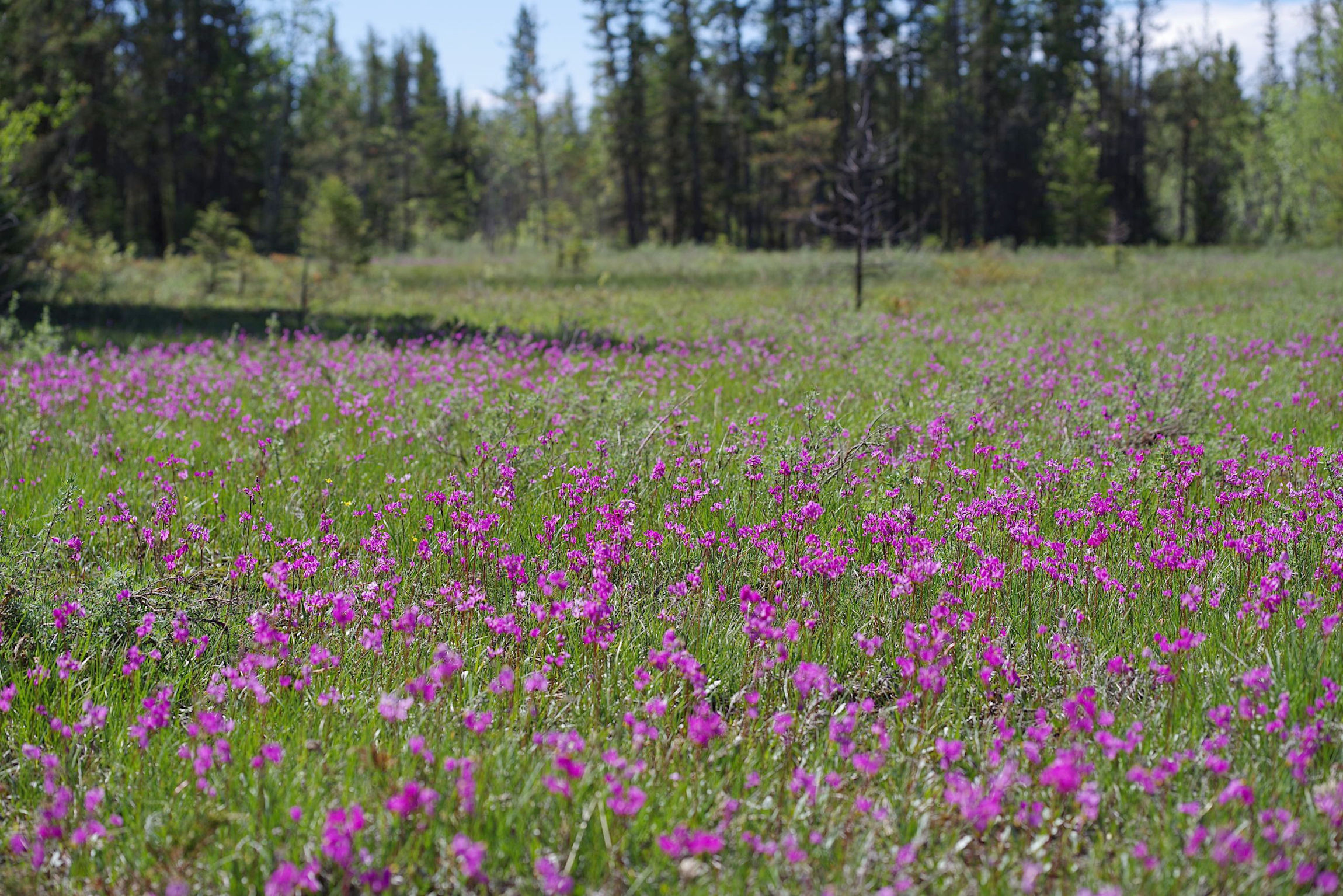 A field of shooting stars, a native purple wildflower, grows at the Limestone Lake alvar.