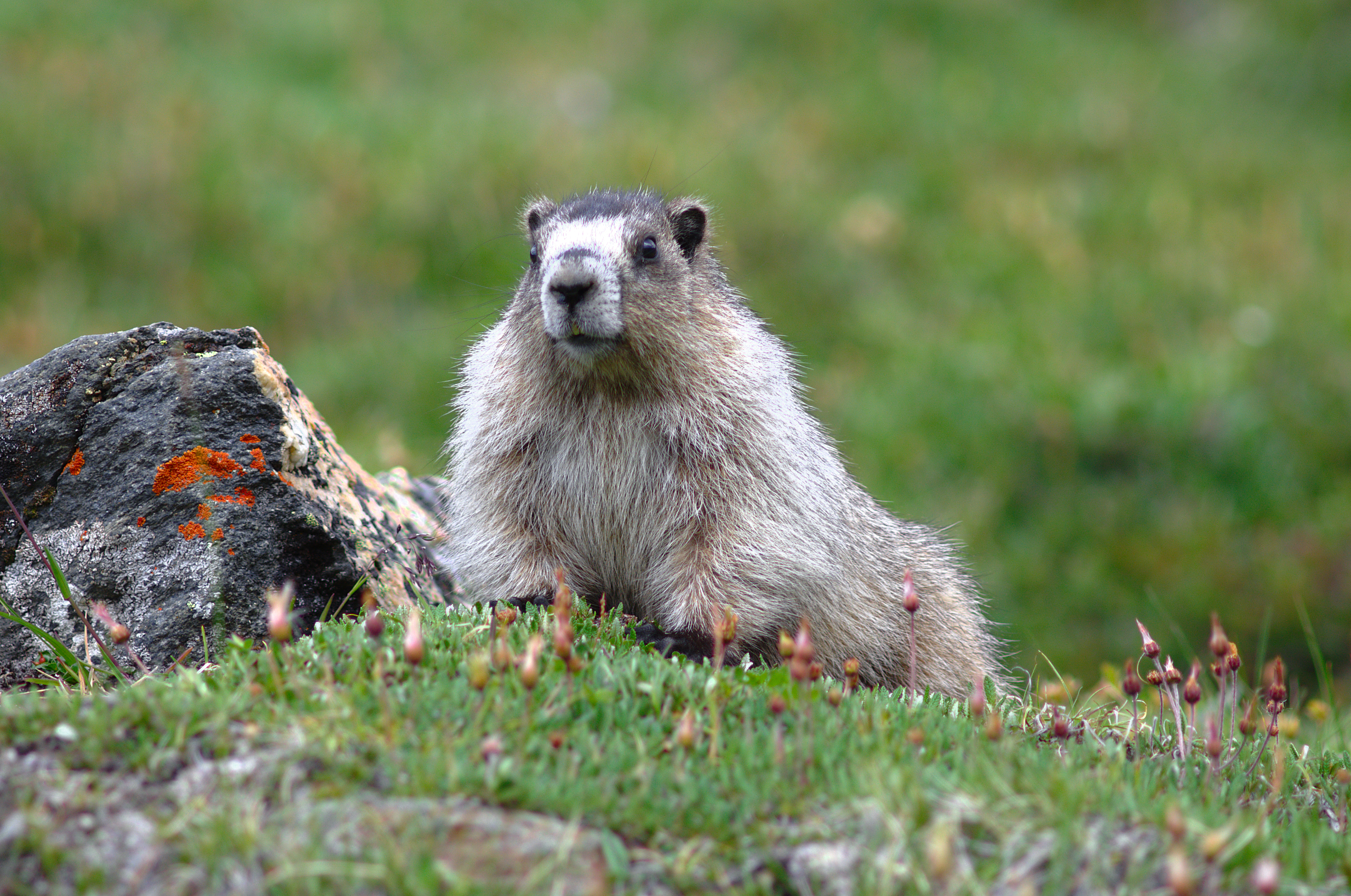 A marmot reclines on a green carpet of mountain avens leaves.